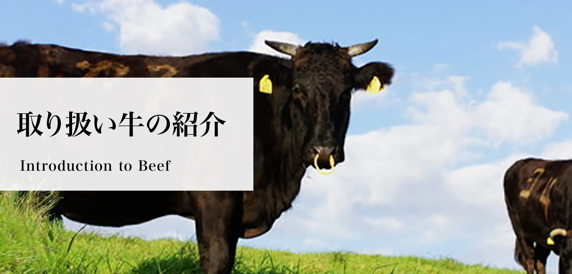 取り扱い牛の紹介 Introduction to Beef